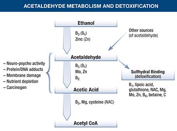 alcohol metabolism