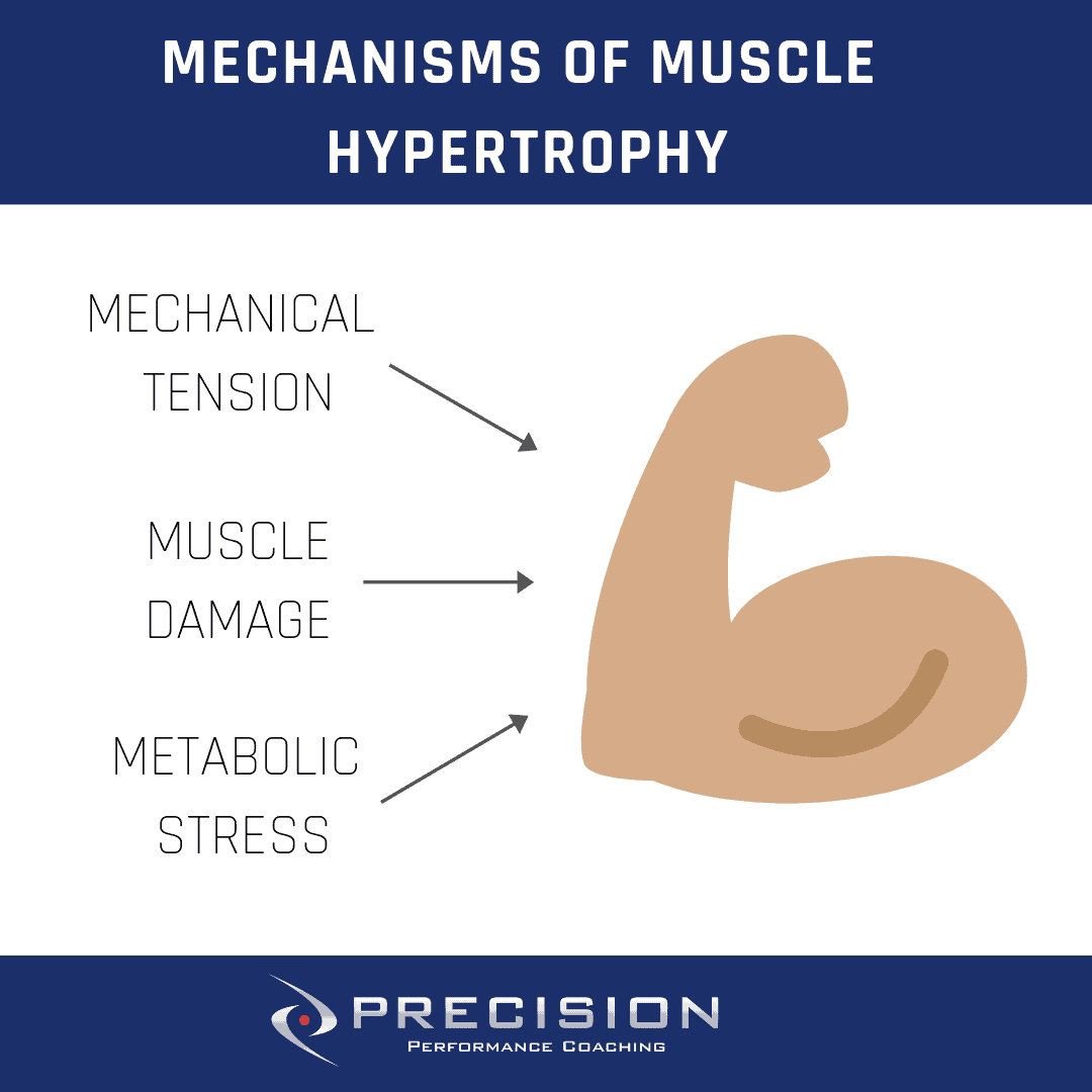 MECHANISMS OF MUSCLE HYPERTROPHY