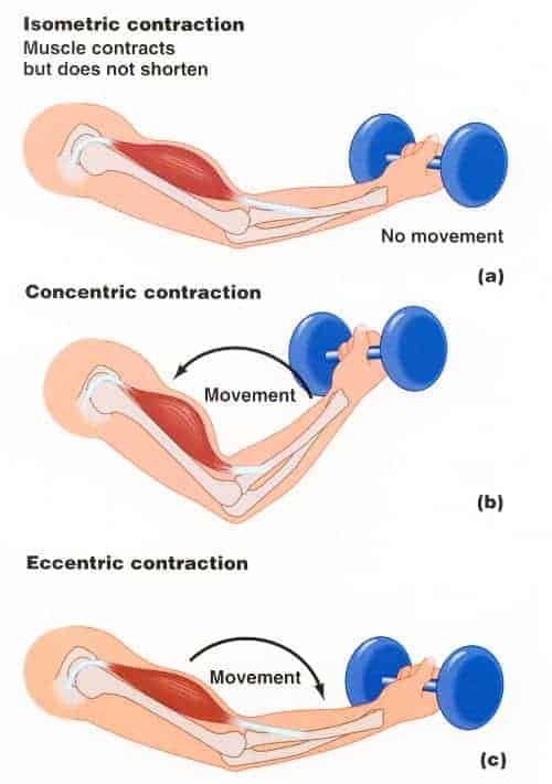 Muscle Contractions Isometric Concentric Eccentric